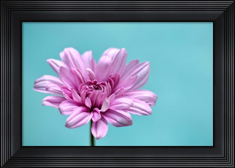 Framed Surrounded in Blue Print