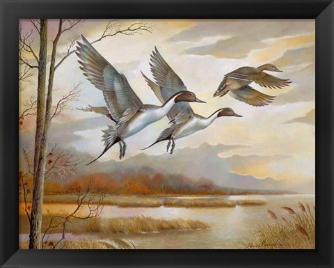 Framed Pintails Print