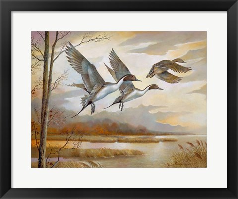 Framed Pintails Print