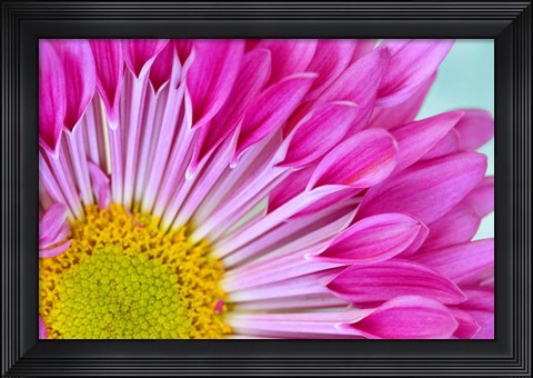 Framed Fuschia Bloom Print
