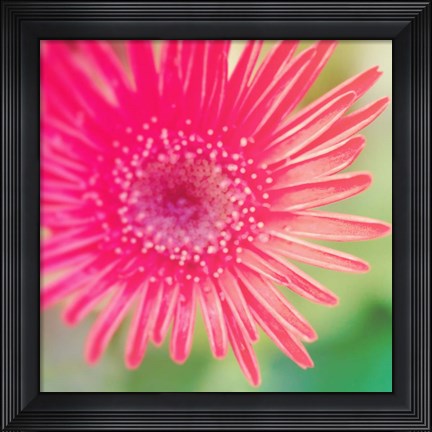 Framed Pink Fun I Print
