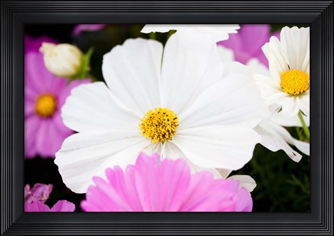 Framed Daisies II Print