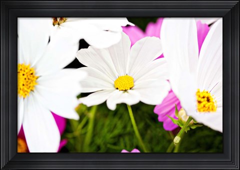 Framed Daisies I Print