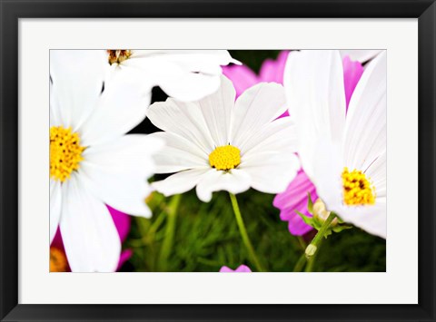 Framed Daisies I Print