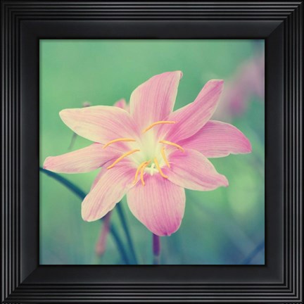 Framed Alone in the Field Print