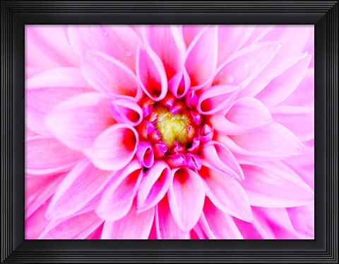 Framed Pink Explosion I Print
