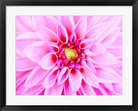 Framed Pink Explosion I Print