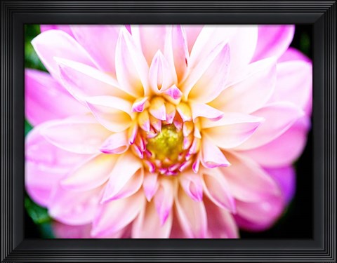 Framed Pink Explosion II Print