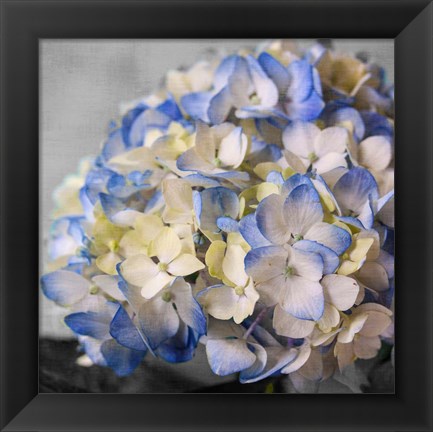 Framed Hydrangeas I Print