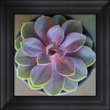 Framed Close to Nature Print