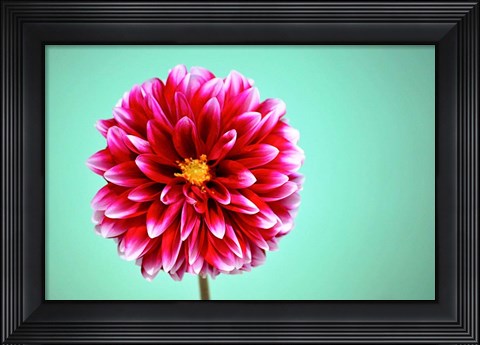 Framed Zenia Print