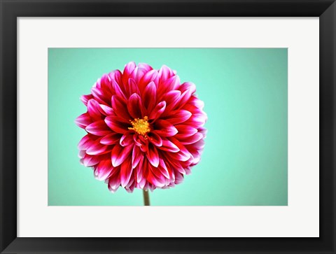 Framed Zenia Print