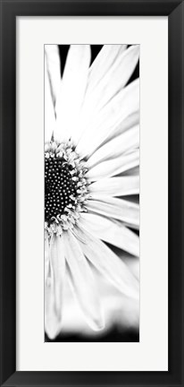 Framed White Bloom I Print