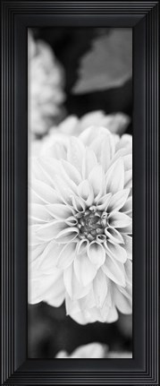 Framed White Bloom II Print