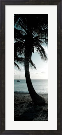 Framed Cool Bimini Palm II Print