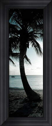 Framed Cool Bimini Palm II Print