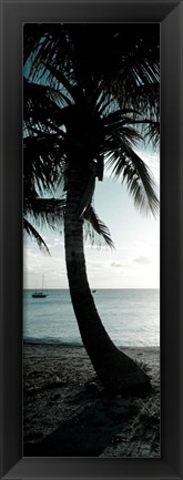 Framed Cool Bimini Palm II Print