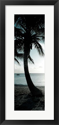 Framed Cool Bimini Palm II Print