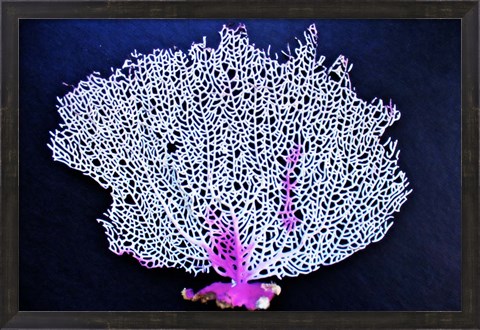 Framed Coral On Navy I Print