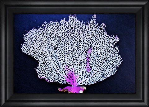 Framed Coral On Navy I Print