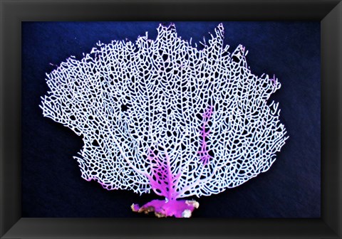 Framed Coral On Navy I Print