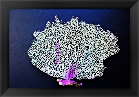 Framed Coral On Navy II Print