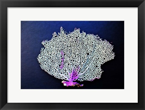 Framed Coral On Navy II Print