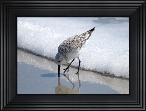 Framed Sandpiper IA Print