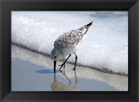 Framed Sandpiper IA Print