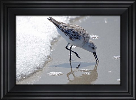 Framed Sandpiper IIA Print