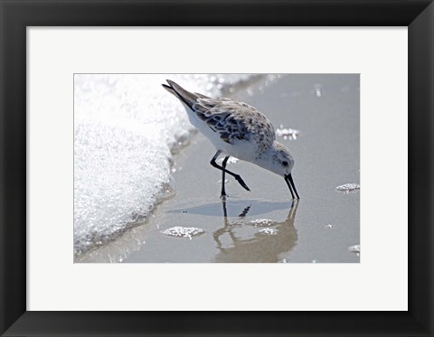 Framed Sandpiper IIA Print