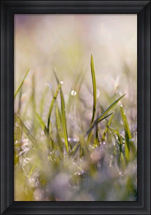 Framed Soft Morning Dew I Print