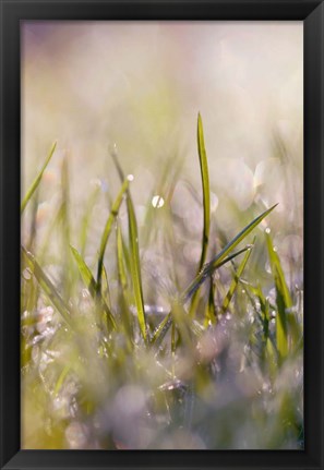 Framed Soft Morning Dew I Print