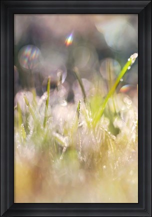 Framed Soft Morning Dew II Print