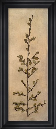 Framed Captured Nature II Print