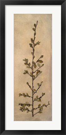 Framed Captured Nature II Print