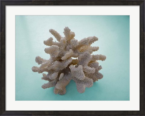 Framed Coral on Teal Print
