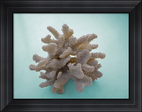 Framed Coral on Teal Print