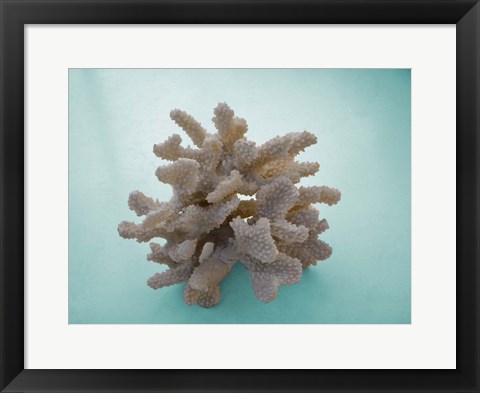 Framed Coral on Teal Print