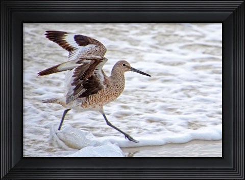 Framed Frolicking In Waves Print