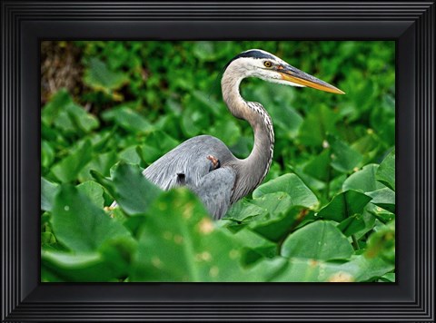Framed On The Lookout Print