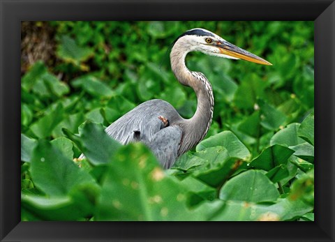 Framed On The Lookout Print