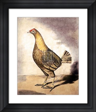 Framed Streakey Brested Red Dun Print