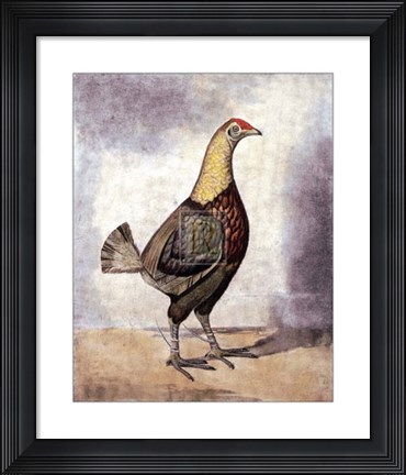 Framed Black Brested Dark Red Print