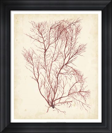 Framed Watercolor Sea Grass I Print