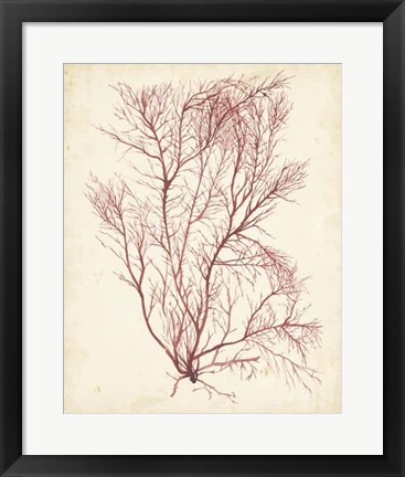 Framed Watercolor Sea Grass I Print