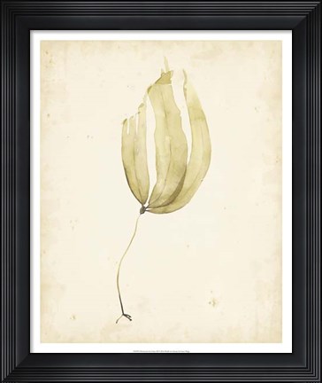 Framed Watercolor Sea Grass III Print
