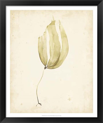 Framed Watercolor Sea Grass III Print