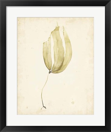 Framed Watercolor Sea Grass III Print