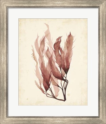 Framed Watercolor Sea Grass IV Print